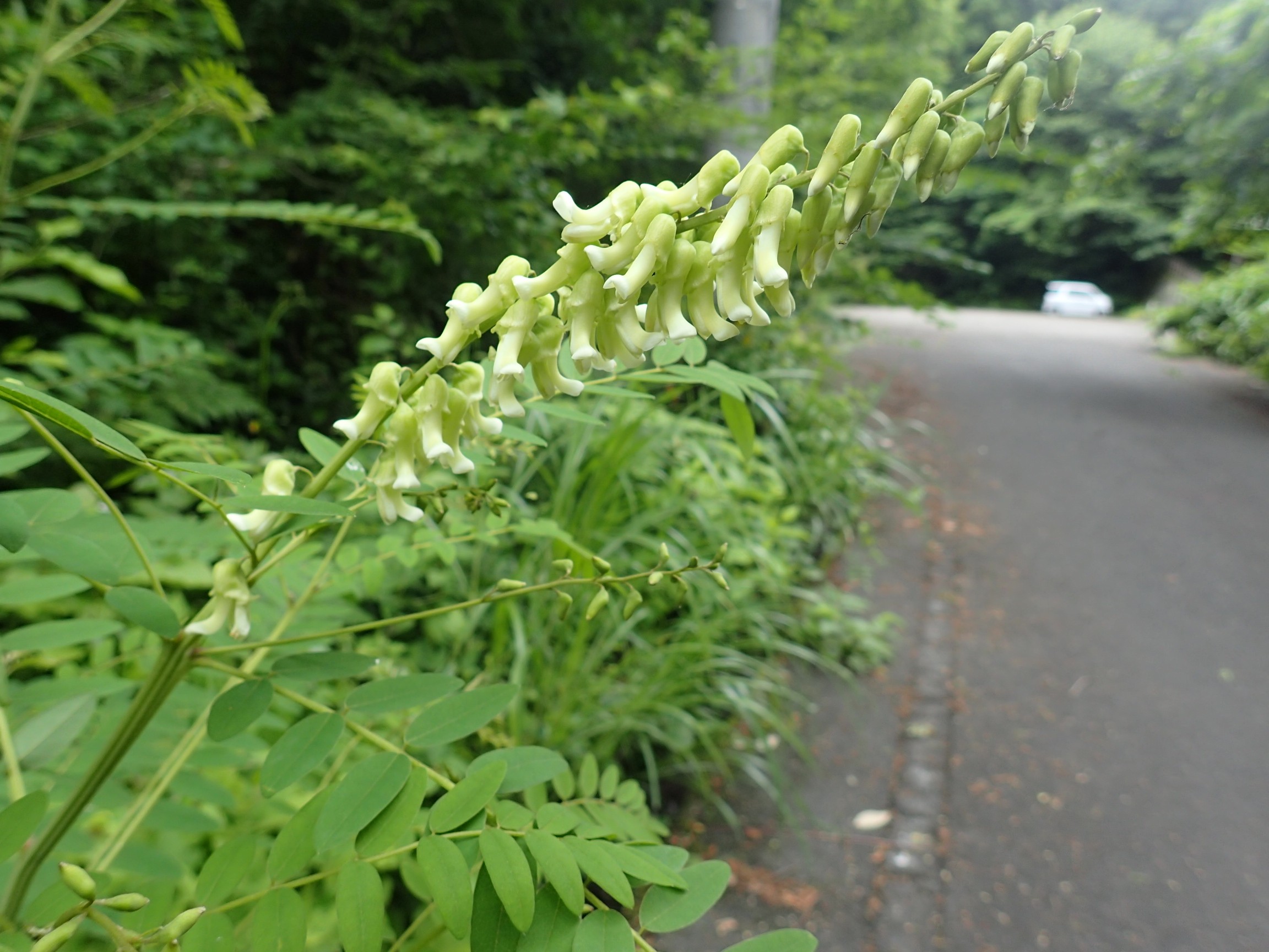 菩堤寺山 さつきさんの菩提寺山 高立山 護摩堂山の活動日記 Yamap ヤマップ