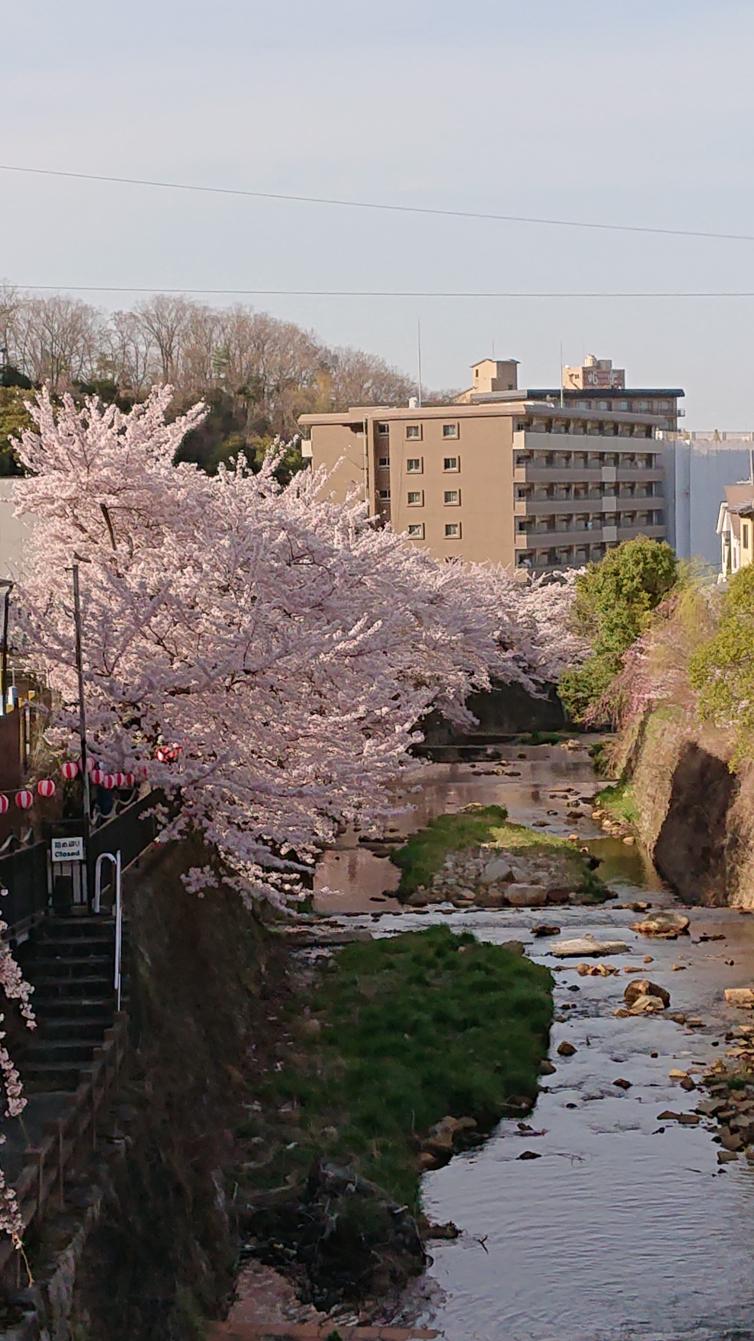 桜満開のロックガーデンから有馬温泉 21 03 31 吉岡0214さんの六甲山 長峰山 摩耶山の活動データ Yamap ヤマップ