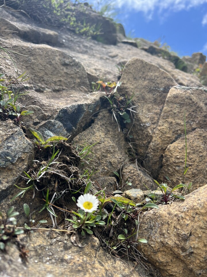 花のアポイ岳 吉田岳 アポイ岳の写真32枚目 Yamap ヤマップ