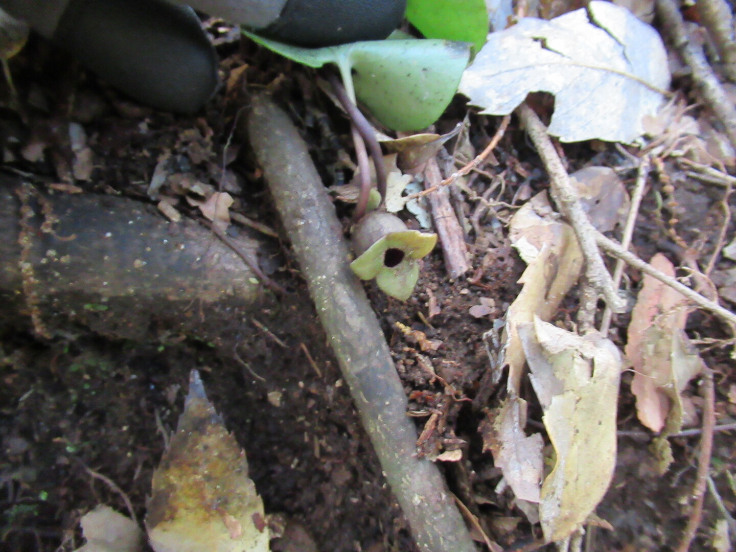 白銀山 しろがねやま Bedsさんの箱根山 神山の活動日記 Yamap ヤマップ