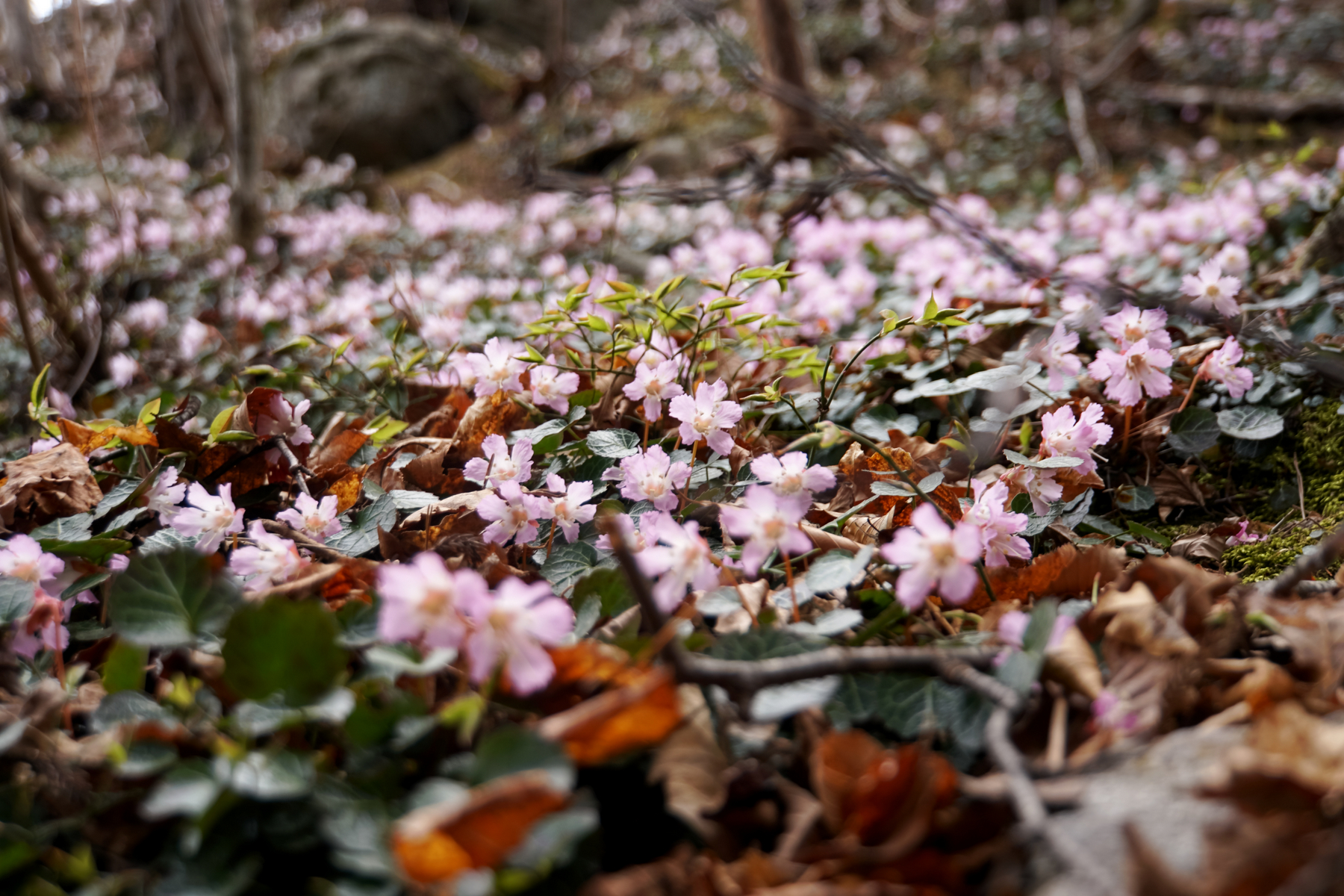 笹倉山 イワウチワの群舞に絶句 ブナ太郎さんの七ツ森の活動データ Yamap ヤマップ