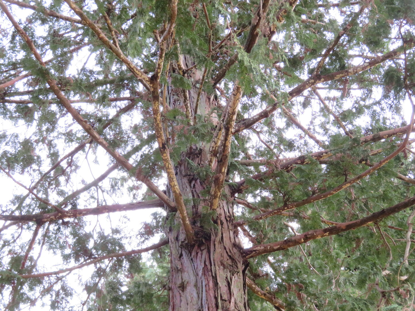 初冬の頼成の森 樹皮観察編 頼成の森 天狗山の写真54枚目 サワラの樹形確認 ヒノキに比べて枝がま Yamap ヤマップ
