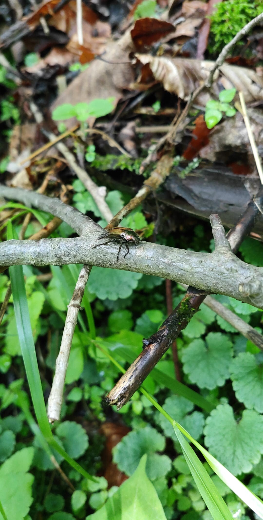 荒船山 山の上にある平原 I 川さんの荒船山 物語山 大屋山の活動日記 Yamap ヤマップ
