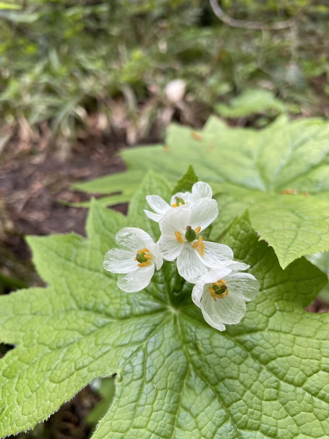 大万木山 / アジトの管理人さんの大万木山・琴引山（弥山）・指谷山・鯛ノ巣山の活動データ YAMAP / ヤマップ