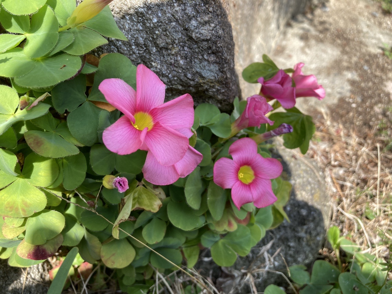 21 03 08 春 道端沿いの花 えのさんのウォーキングの活動データ Yamap ヤマップ