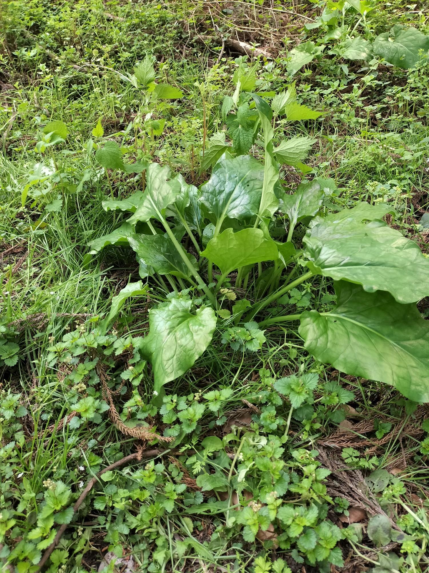 自然観察会 / inojunさんの大谷山・滝谷山・城ヶ峰の活動データ | YAMAP / ヤマップ