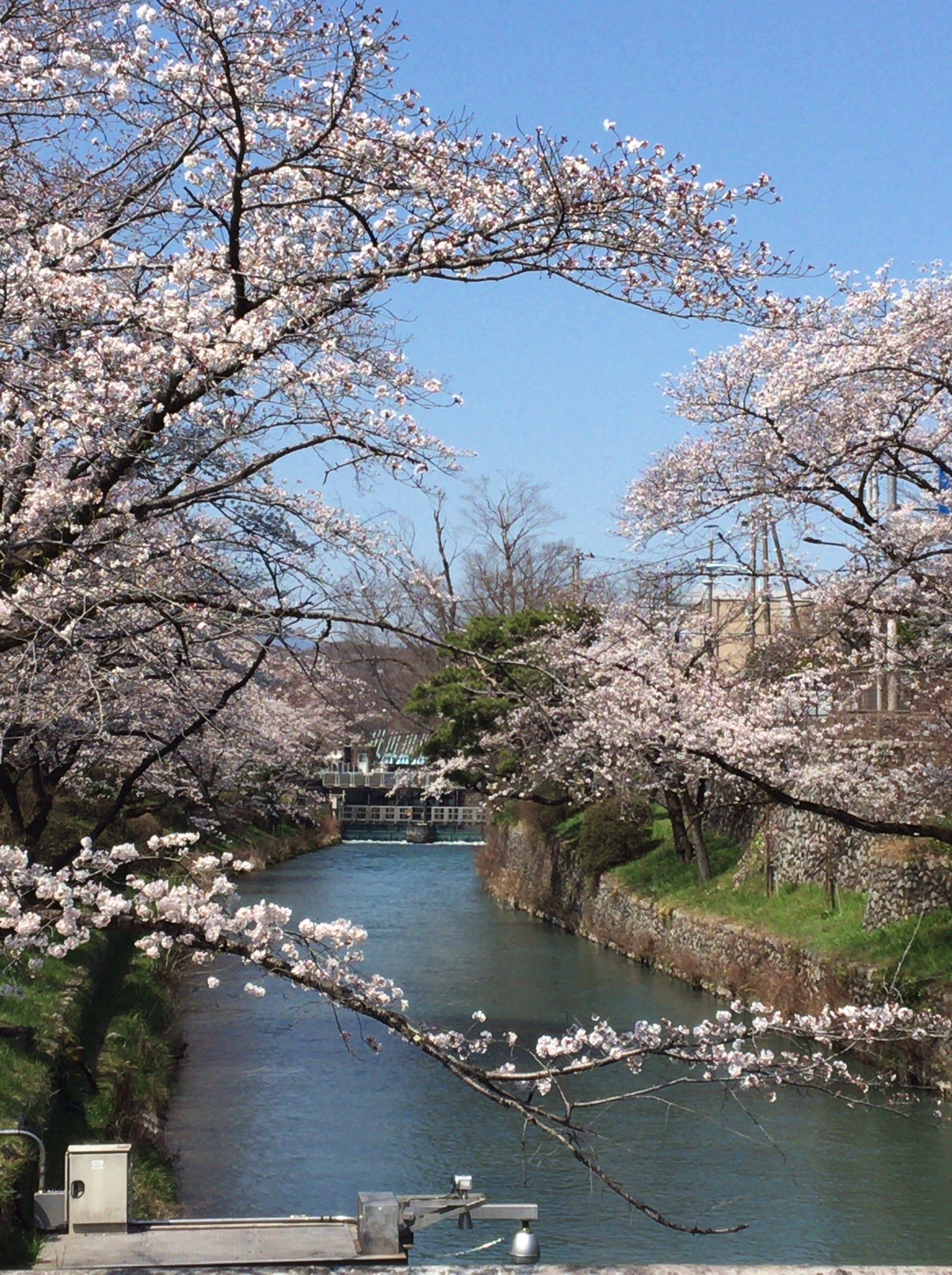 桜を求めて 多摩川沿いハイキング エル丸さんの羽村市の活動データ Yamap ヤマップ