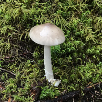 ゴロゴロゴロウ