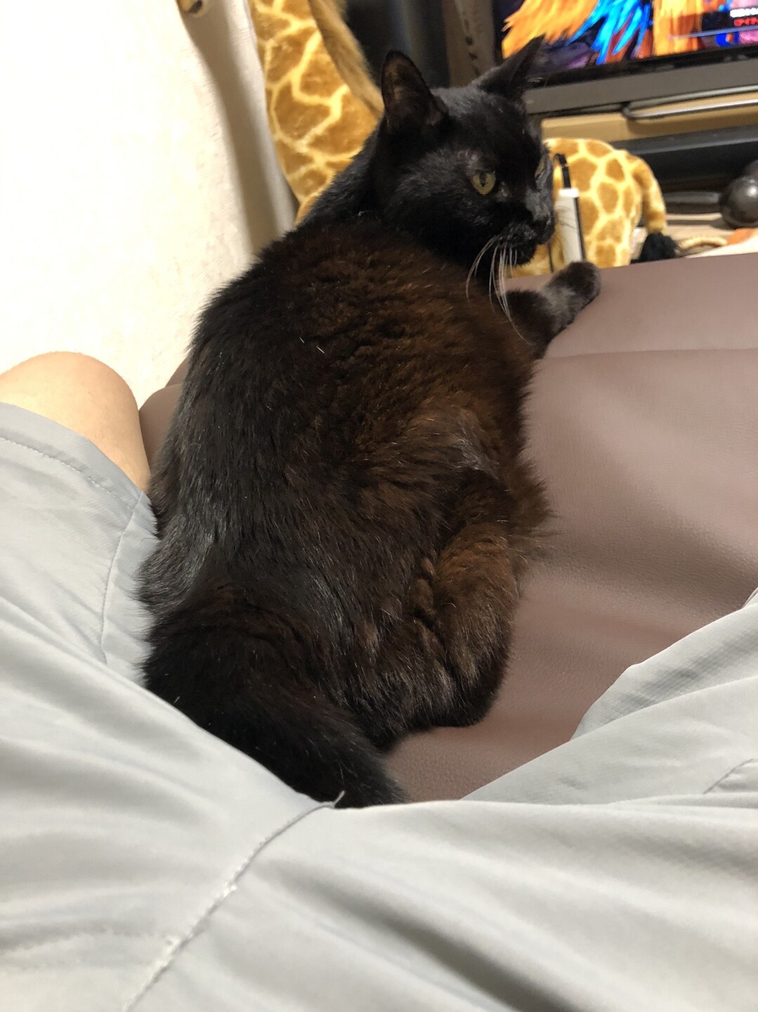 ほな、いってきまーす。<br>
一晩空けるけど、良い子にしててね。