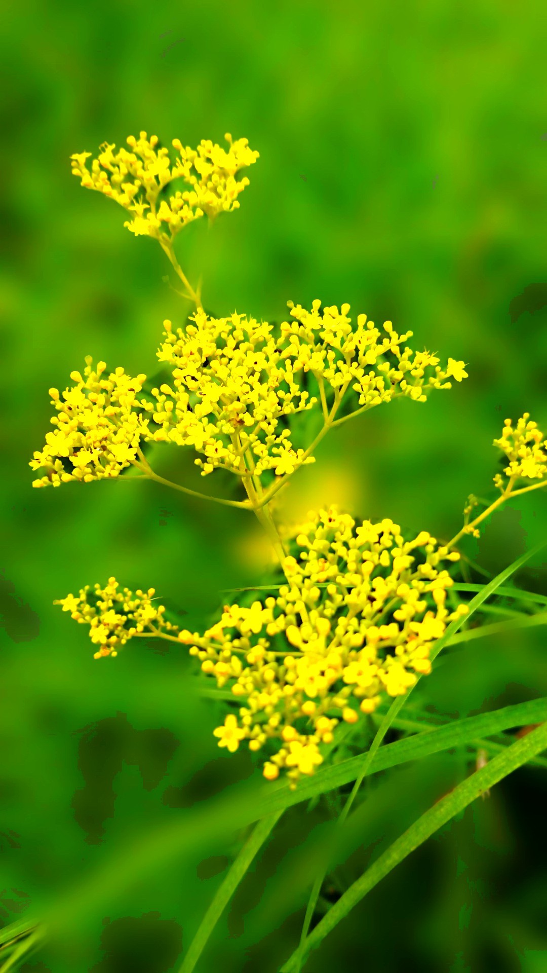 自然保護センター 種松山野草園の花々 奏龍さんの妙見山 美作市 の活動日記 Yamap ヤマップ