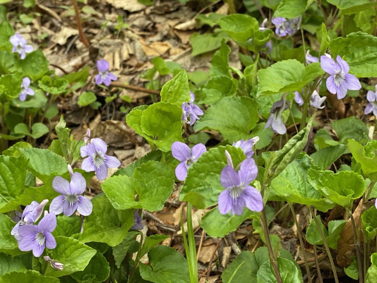 梵珠山 Spring Ephemeral Rokomokoさんの梵珠山の活動日記 Yamap ヤマップ