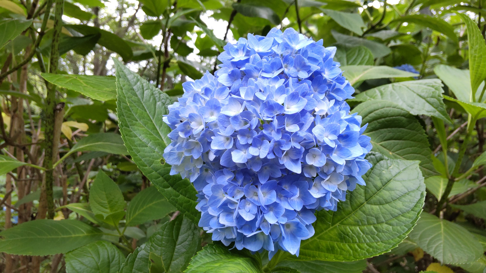 久々の生駒山 アジサイはあと一歩でした がうるさんの生駒山 神津嶽 大原山の活動データ Yamap ヤマップ