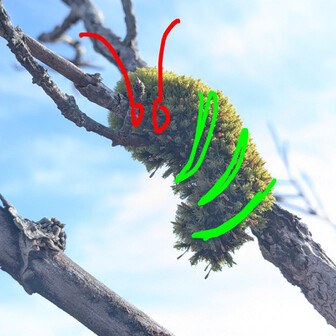 腹ペコあおむし