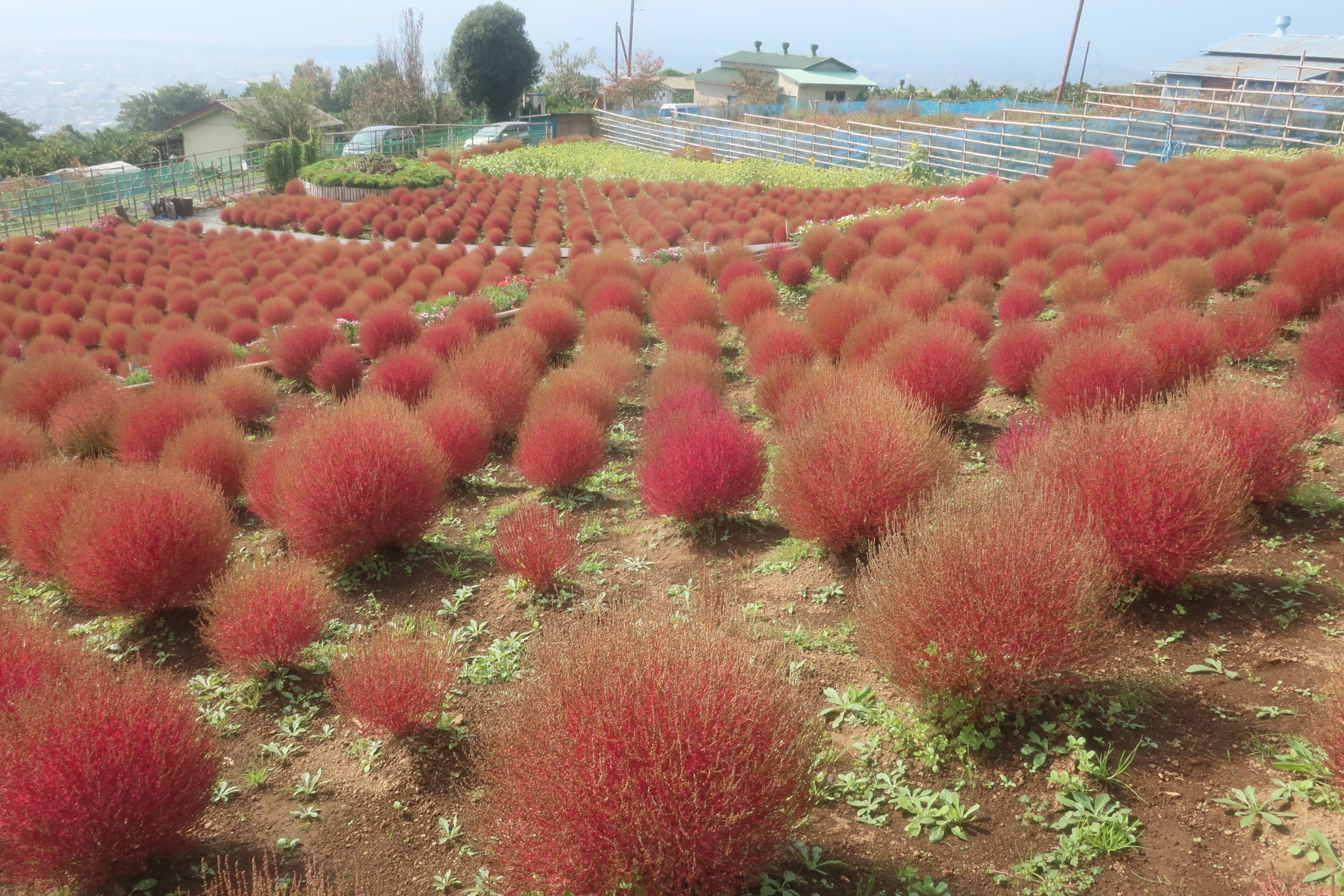 松田町 コキアの里と仲良し3兄弟杉 西平畑公園駐車場からピストン 金子和広さんの高松山 大野山の活動日記 Yamap ヤマップ