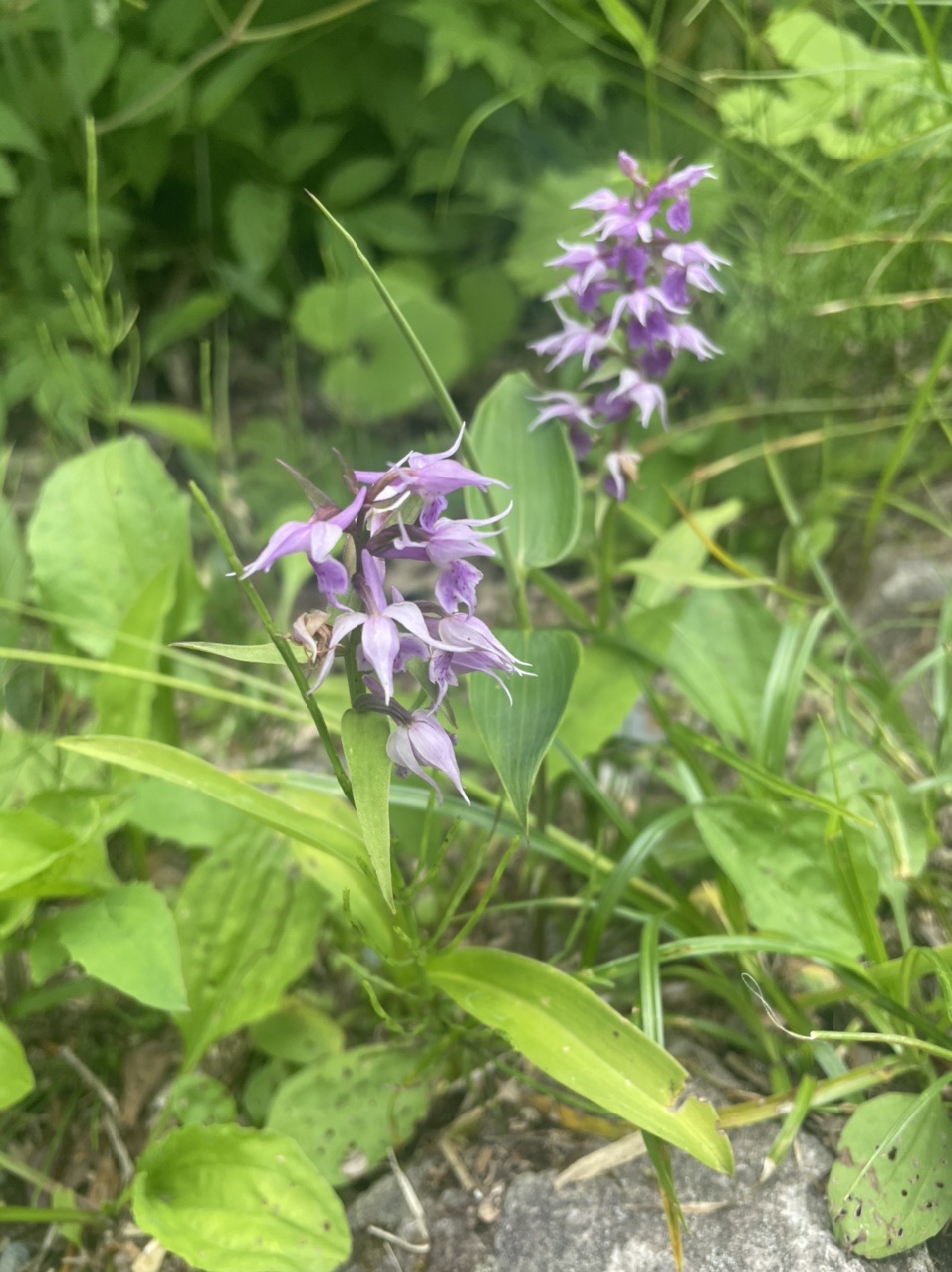 栗駒山 須川岳 Aluckyさんの栗駒山 須川岳 秣岳 虚空蔵山の活動日記 Yamap ヤマップ