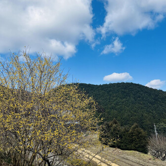 岩湧山・一徳防山・三石山 青い空と山と黄色い花
🟦🟩🟨

のどかな里に良く似合う

ここホントに大阪？🤭