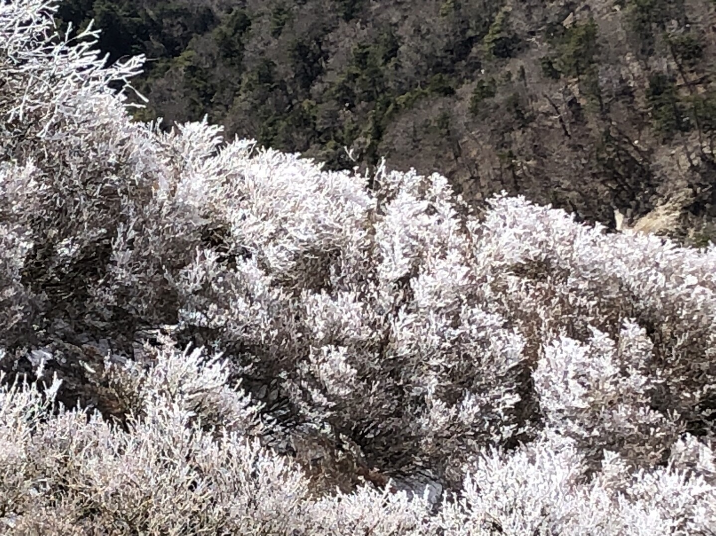 三嶺 残雪 / anabukigawaさんの三嶺・天狗塚・石立山の活動データ | YAMAP / ヤマップ