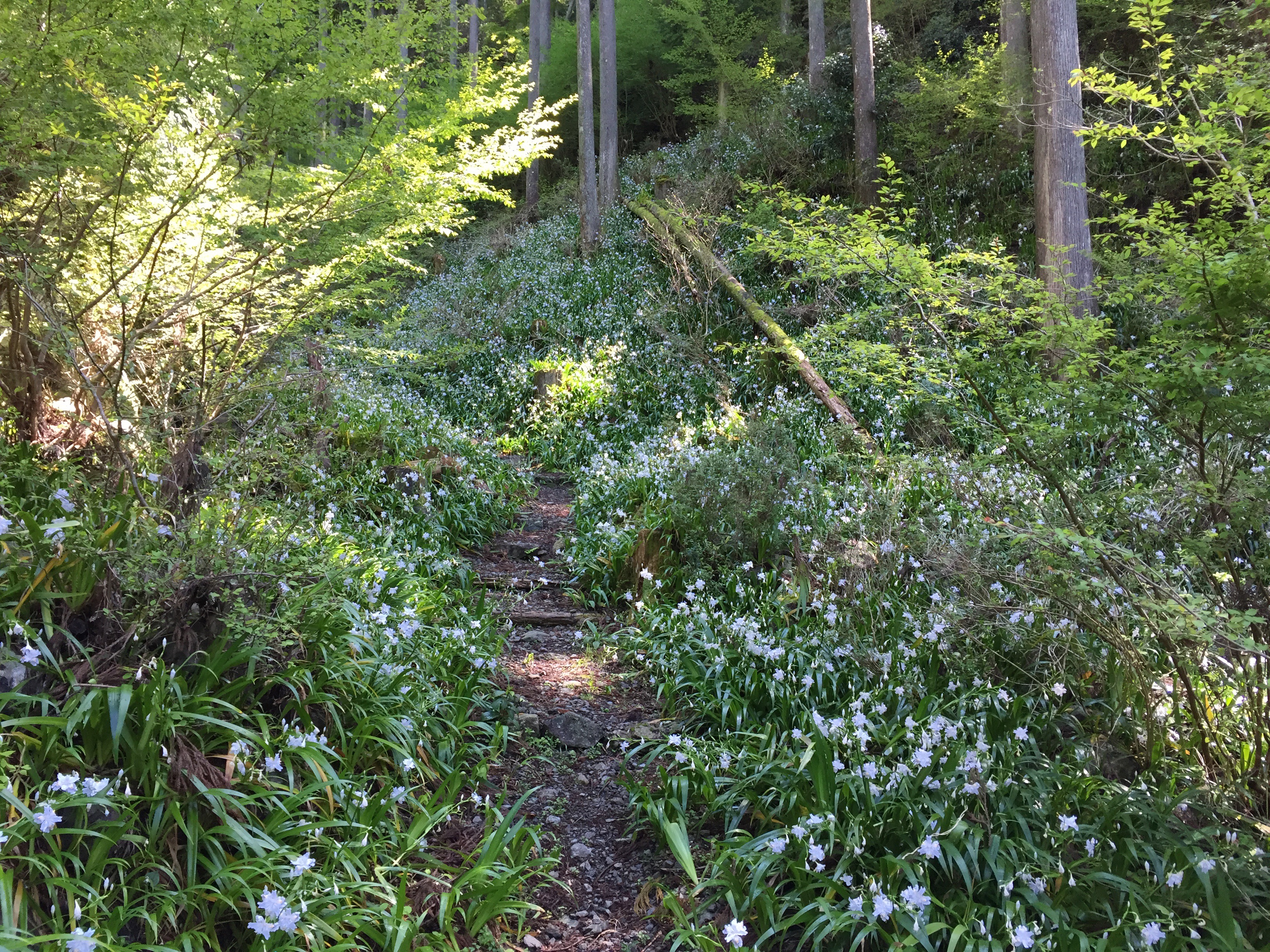 秋葉ダムから秋葉山裏表往復 しまさんの秋葉山 静岡県 の活動データ Yamap ヤマップ