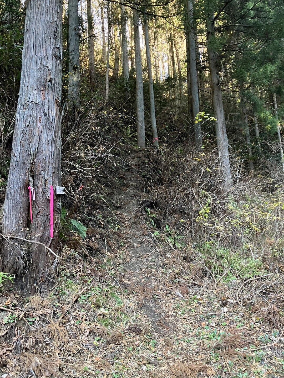 近場の雪山じゃないとこ　往生山の写真