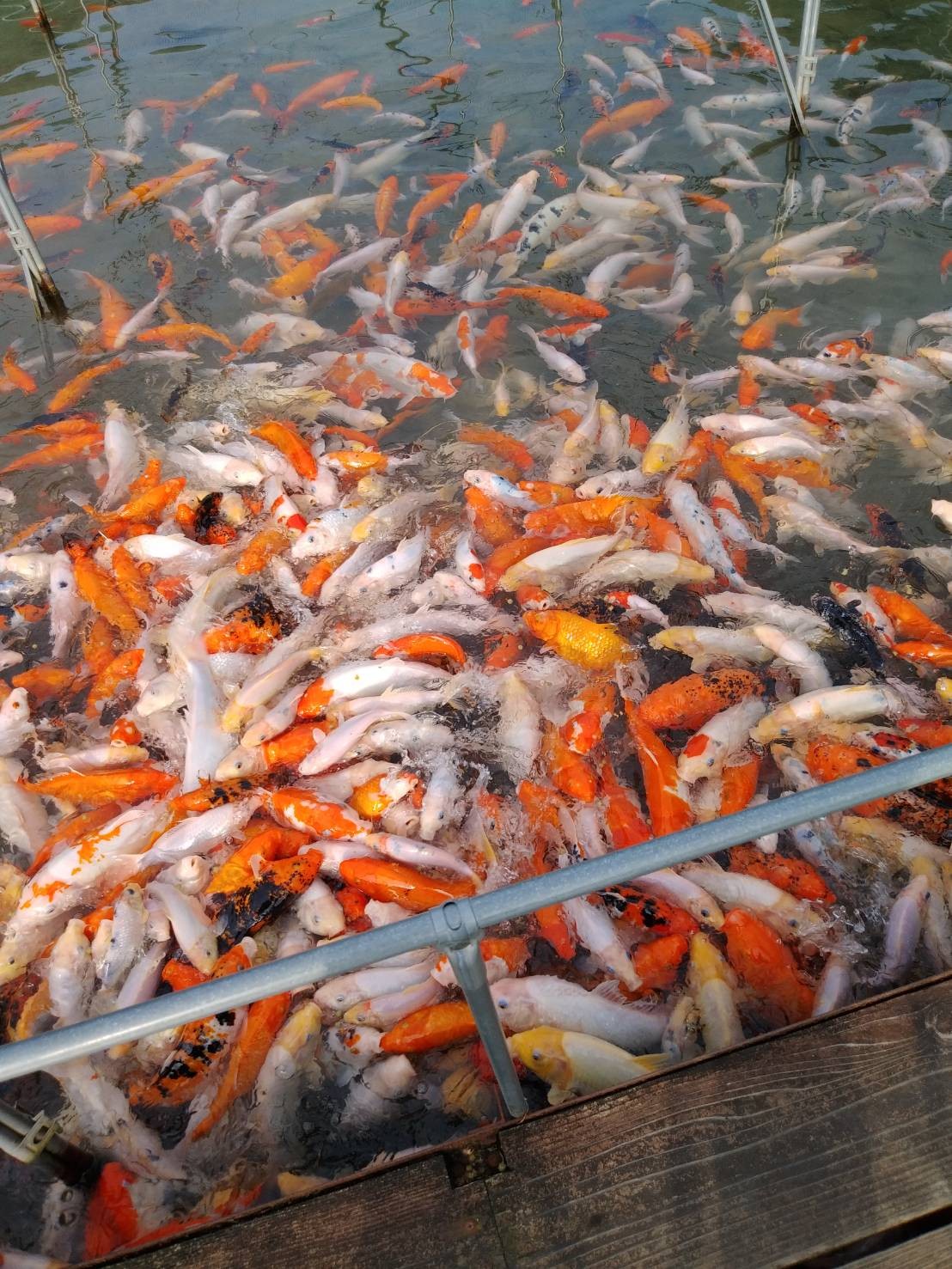 千羽四国の道 02 マロン さんの四国遍路その3の活動日記 Yamap ヤマップ