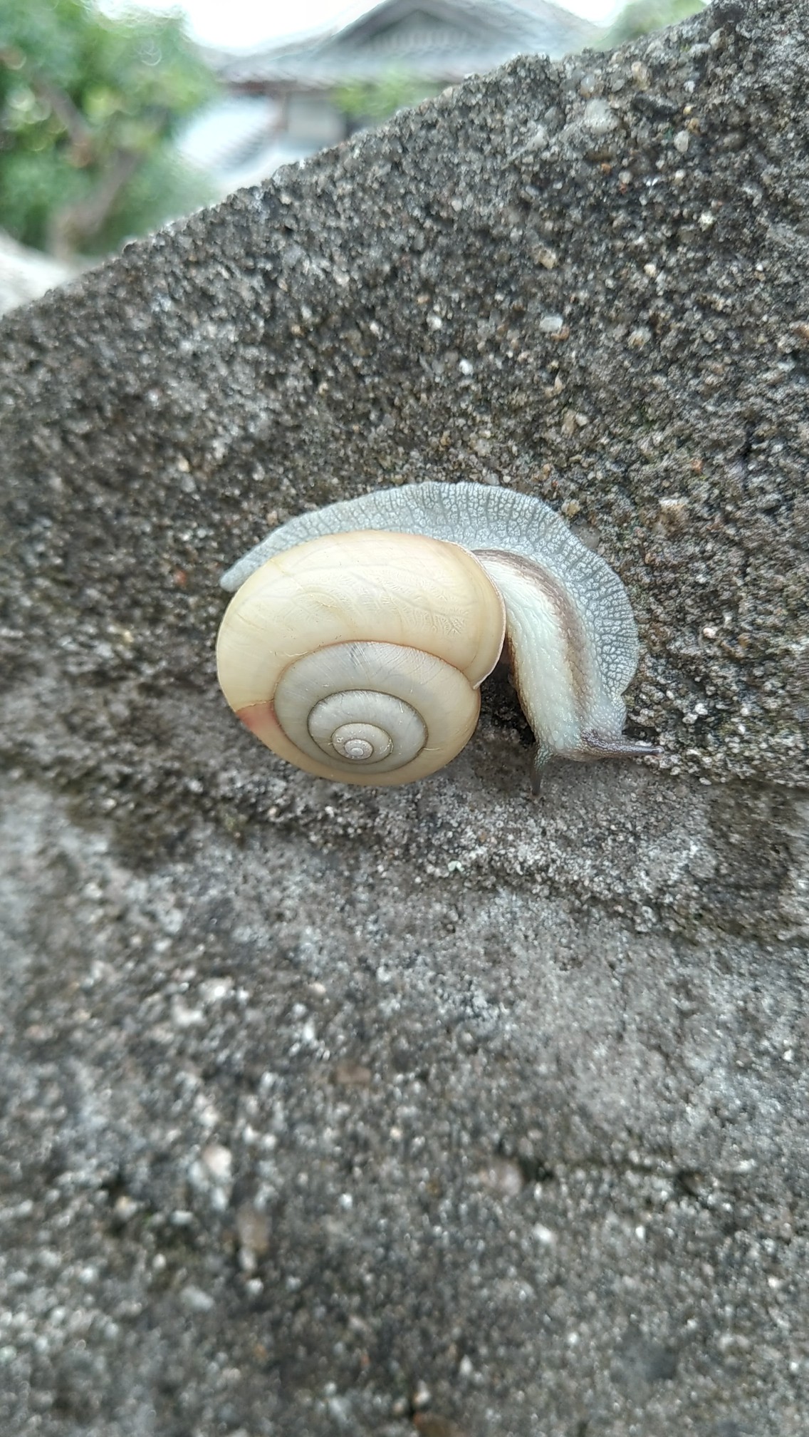 大山レンゲを見に高田寺 京都府木津川市 19 07 01 Ootakahiko さんの三上山 大焼山の活動日記 Yamap ヤマップ