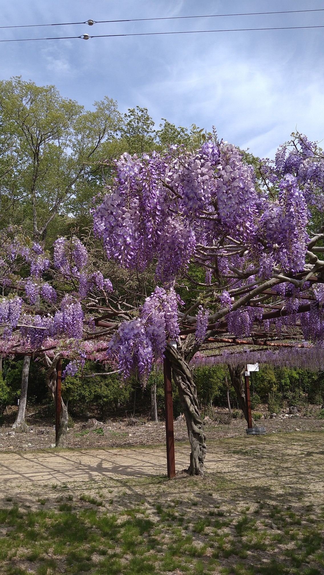 鬼滅の刃の聖地らしい 日本一の藤公園 キムキムさんの和気アルプス 和気富士 神ノ上山の活動データ Yamap ヤマップ