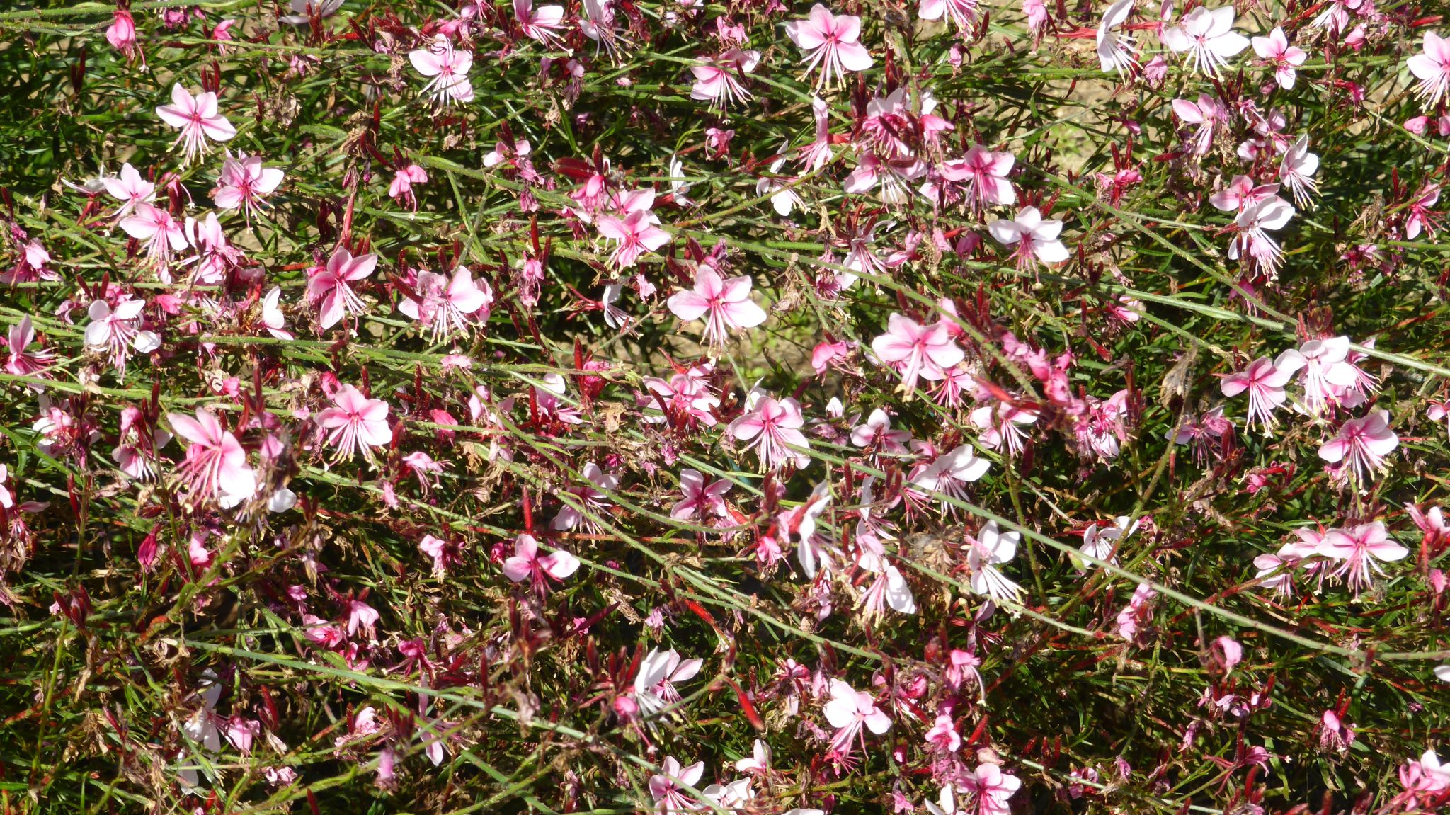 国営武蔵丘陵森林公園へお散歩 れおまるさんの熊谷市の活動日記 Yamap ヤマップ