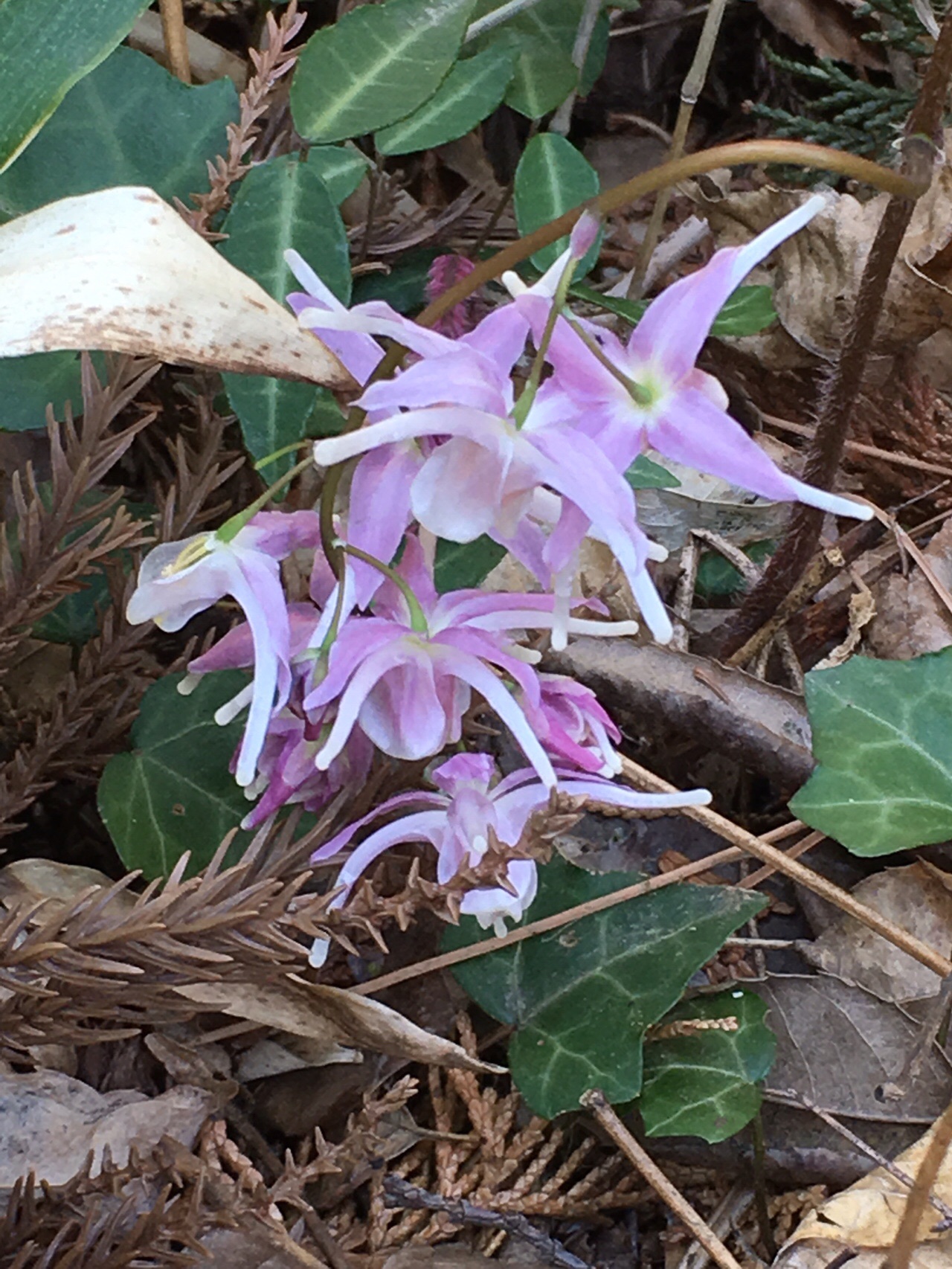 高尾山で花探し 19 04 13 Atto Rieさんの高尾山 陣馬山 景信山の活動データ Yamap ヤマップ