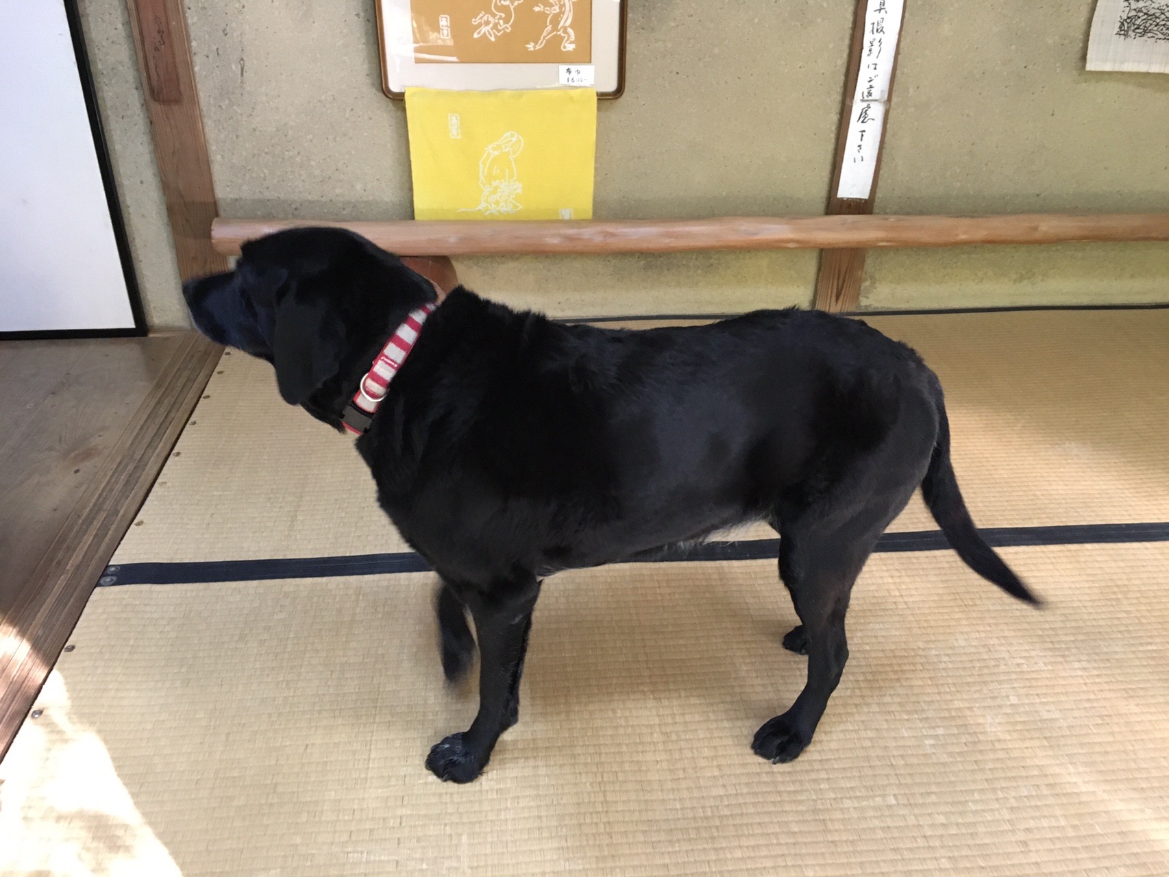 京都一周トレイル5回目 11 11 みんみんさんの京都一周トレイルの活動データ Yamap ヤマップ