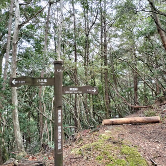 熊野古道 小辺路 迷いそうな道には丸太が置いてありました