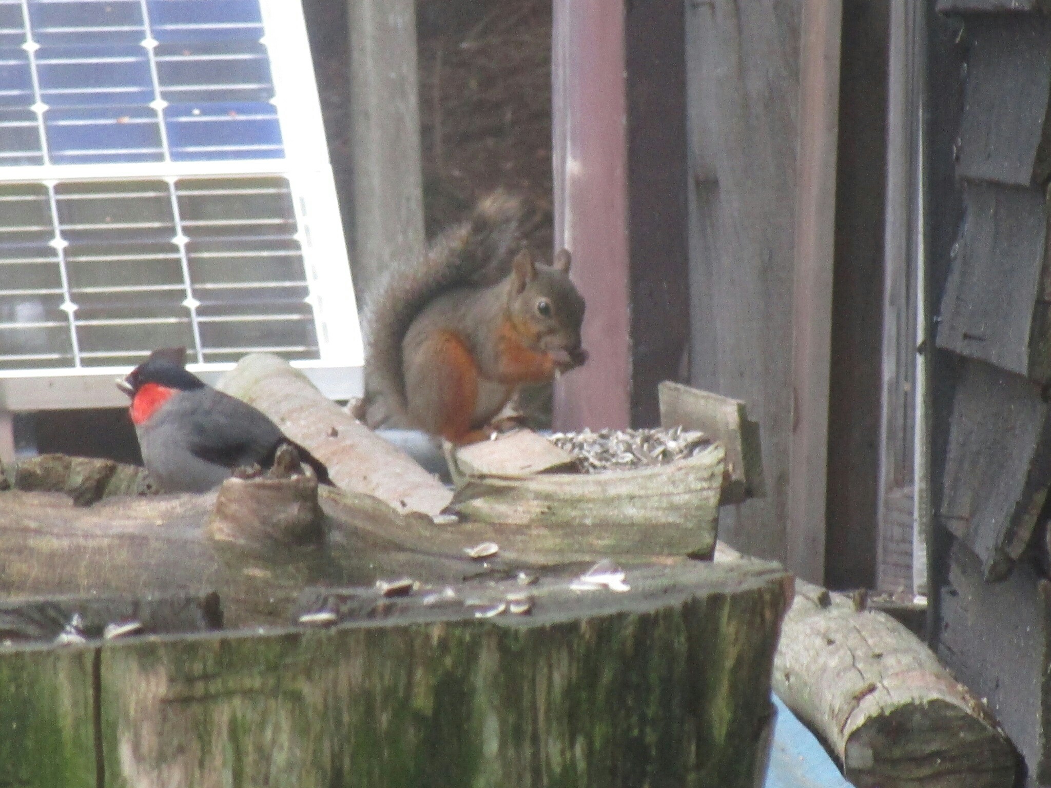 出た 獅子神 花と獣と森と泉と 赤岳 硫黄岳 天狗岳 19 09 13 ふみちちさんの八ヶ岳 赤岳 硫黄岳 天狗岳 の活動日記 Yamap ヤマップ