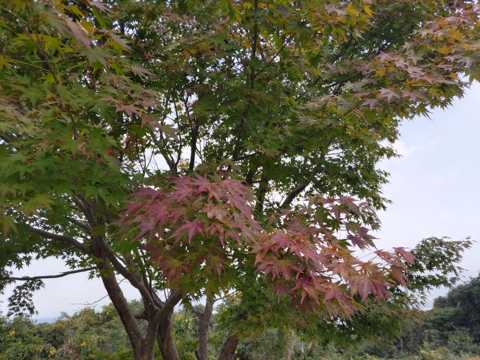 関の山 / junさんの関の山の活動データ YAMAP / ヤマップ