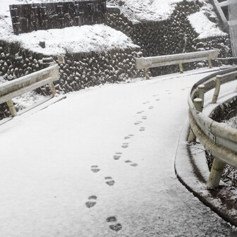 生藤山 雪が降って来た