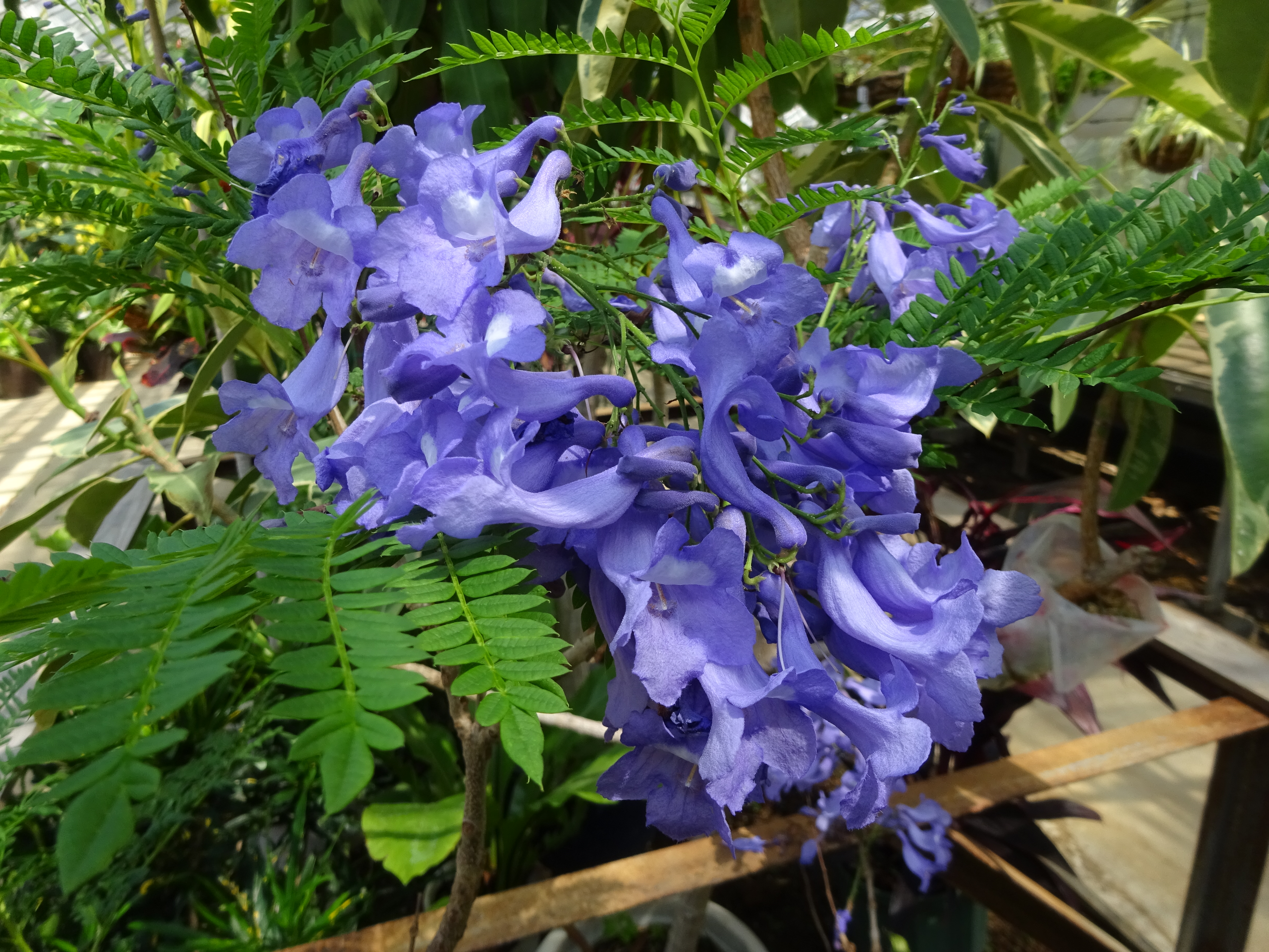 霊園から緑化センターへ ずおずおむさんの北多摩の活動日記 Yamap ヤマップ