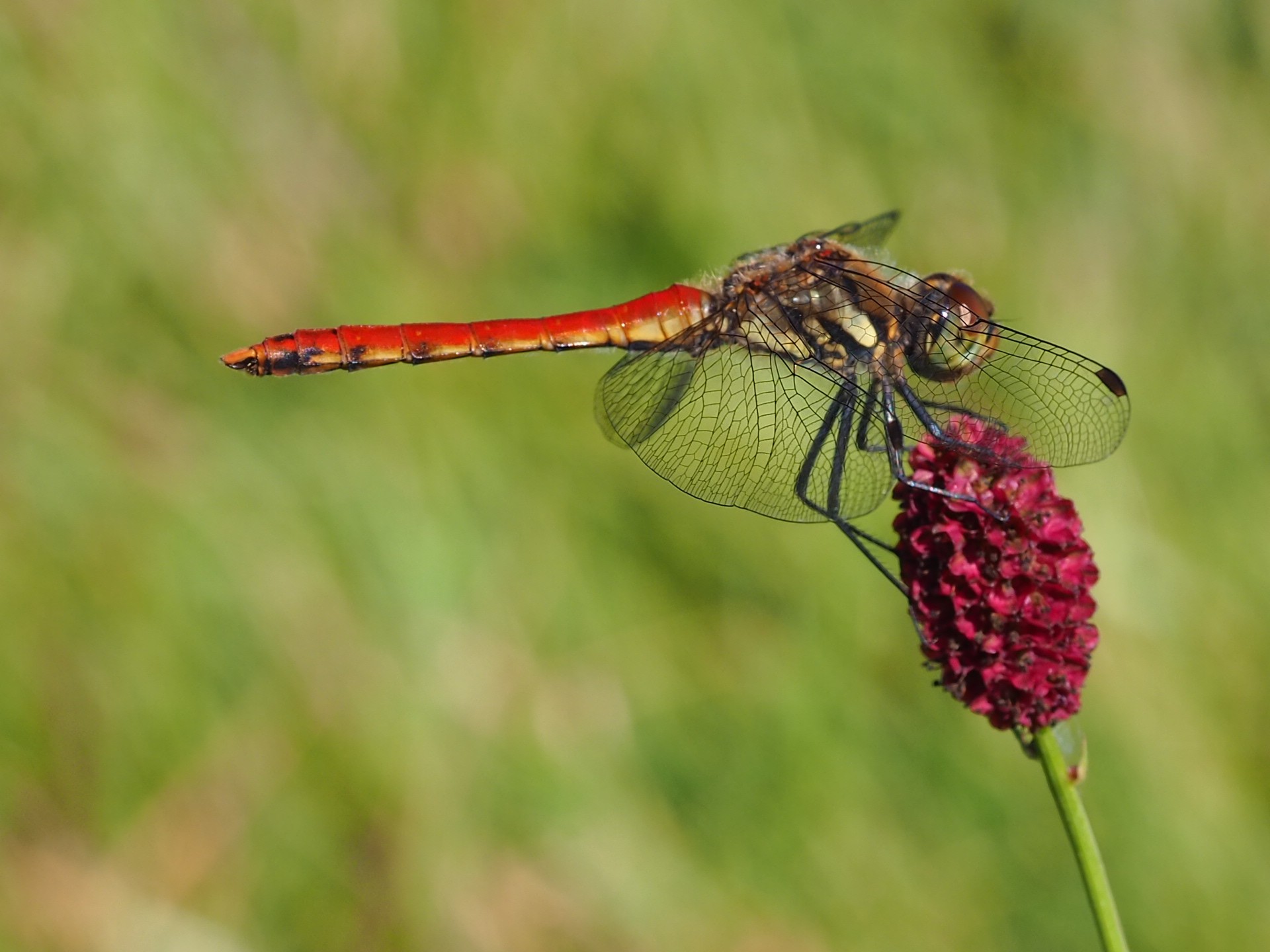 天空の花畑 吾妻山 ミカビゴンさんの比婆山 立烏帽子山 吾妻山の活動データ Yamap ヤマップ