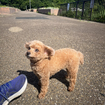 五井山・宮路山・御堂山 お散歩中のかわいいワンちゃん🐶