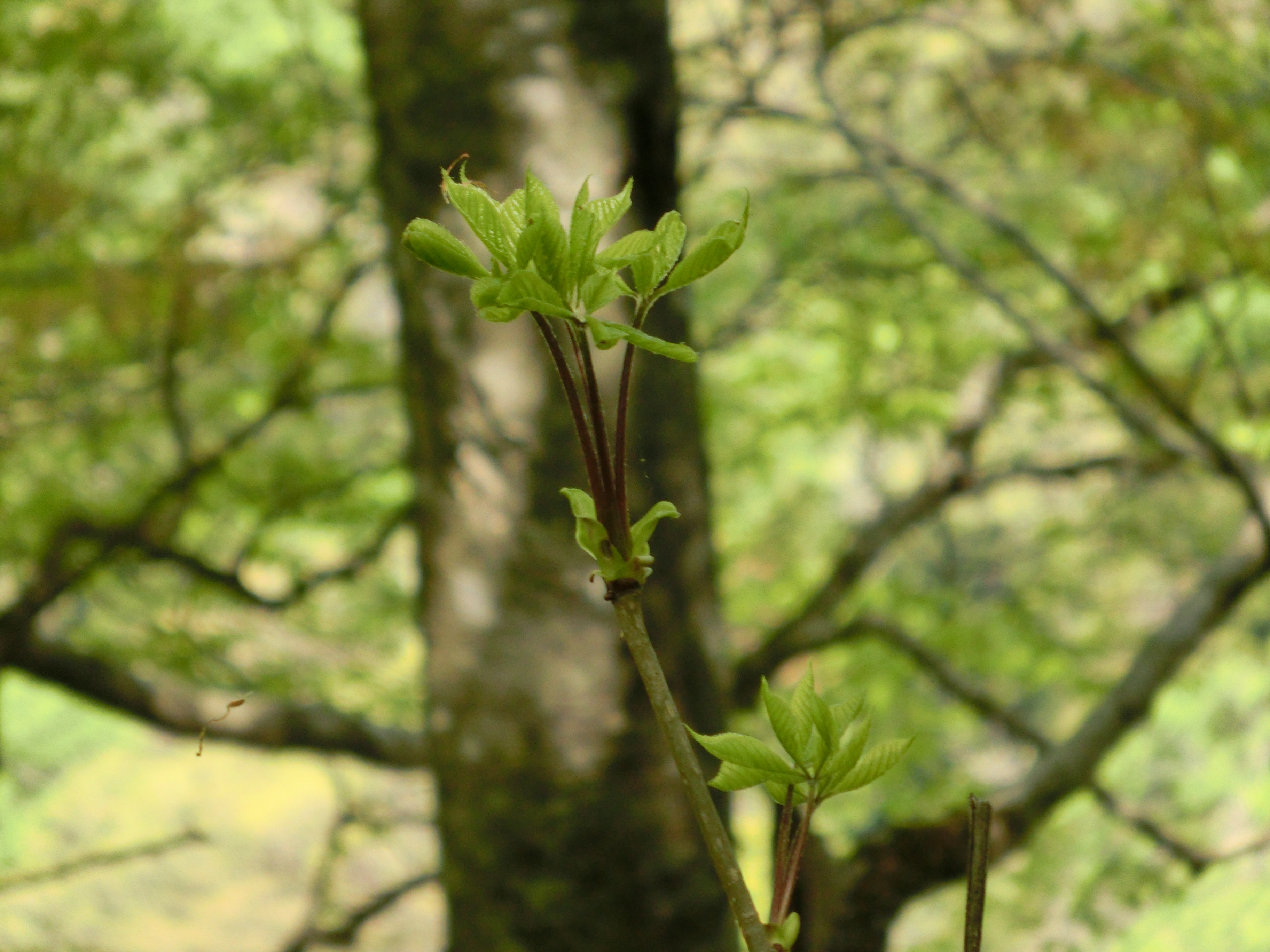 前岳でコシアブラを見つけちゃった Ruruさんの太平山 馬場目岳の活動日記 Yamap ヤマップ