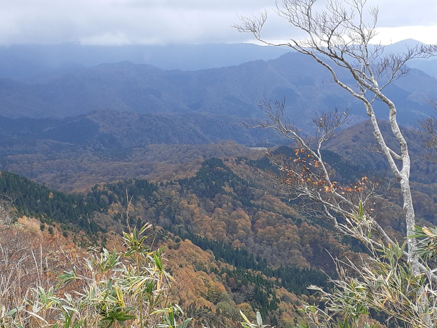 小ヅッコ・大ヅッコ・扇ノ山 / 山人さんの扇ノ山の活動データ | YAMAP / ヤマップ
