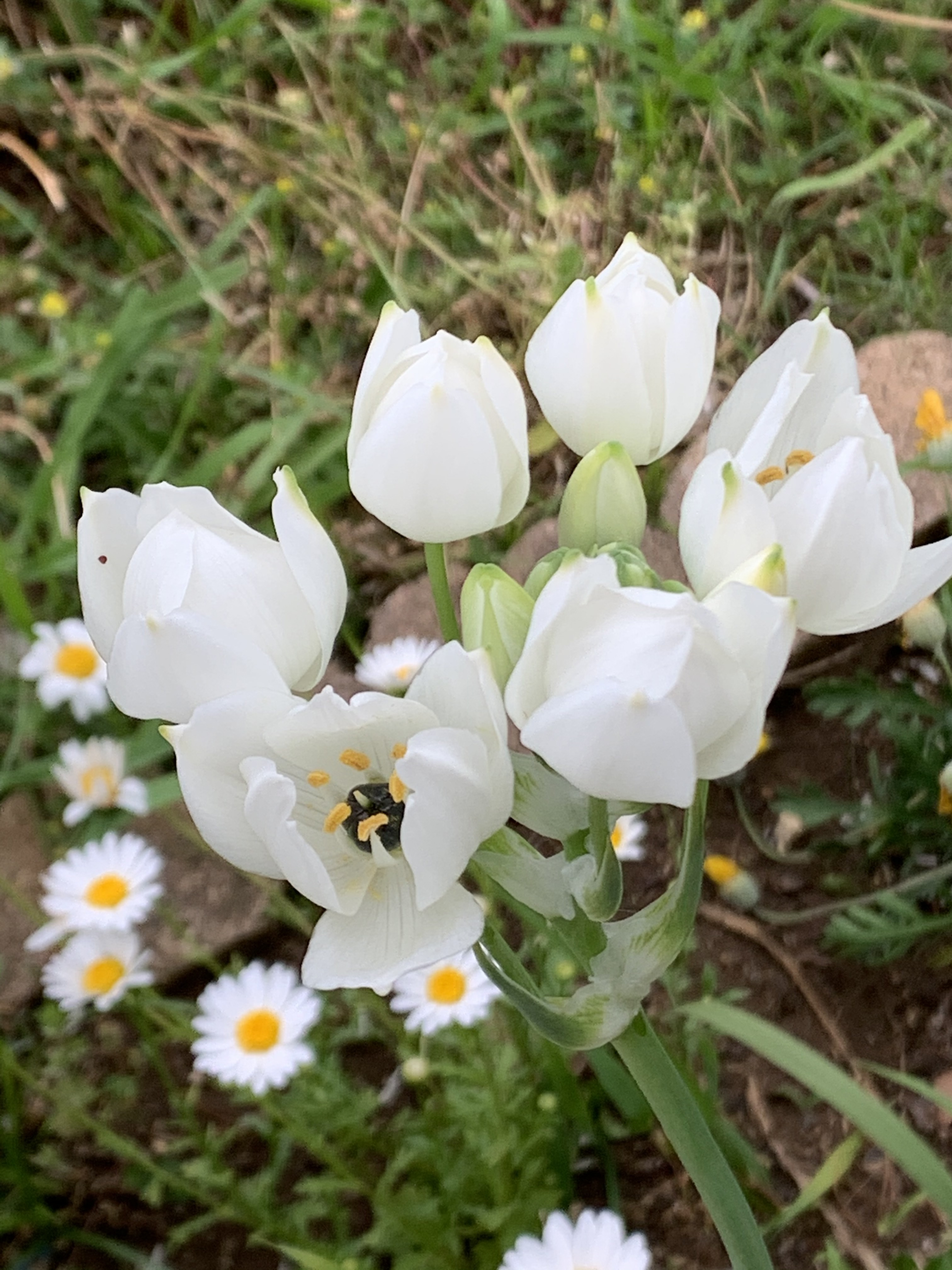 花レポ その７ リンダさんの大山の活動日記 Yamap ヤマップ