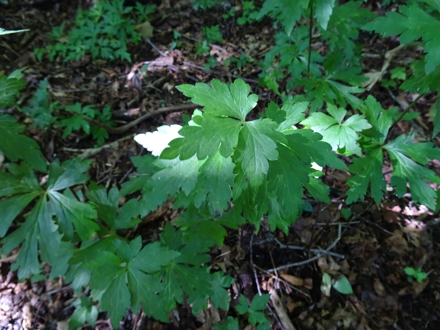 新大分百山完登 ラストは平治岳 九重山 久住山 大船山 星生山の写真8枚目 この葉は ペロ トリカブト Yamap ヤマップ
