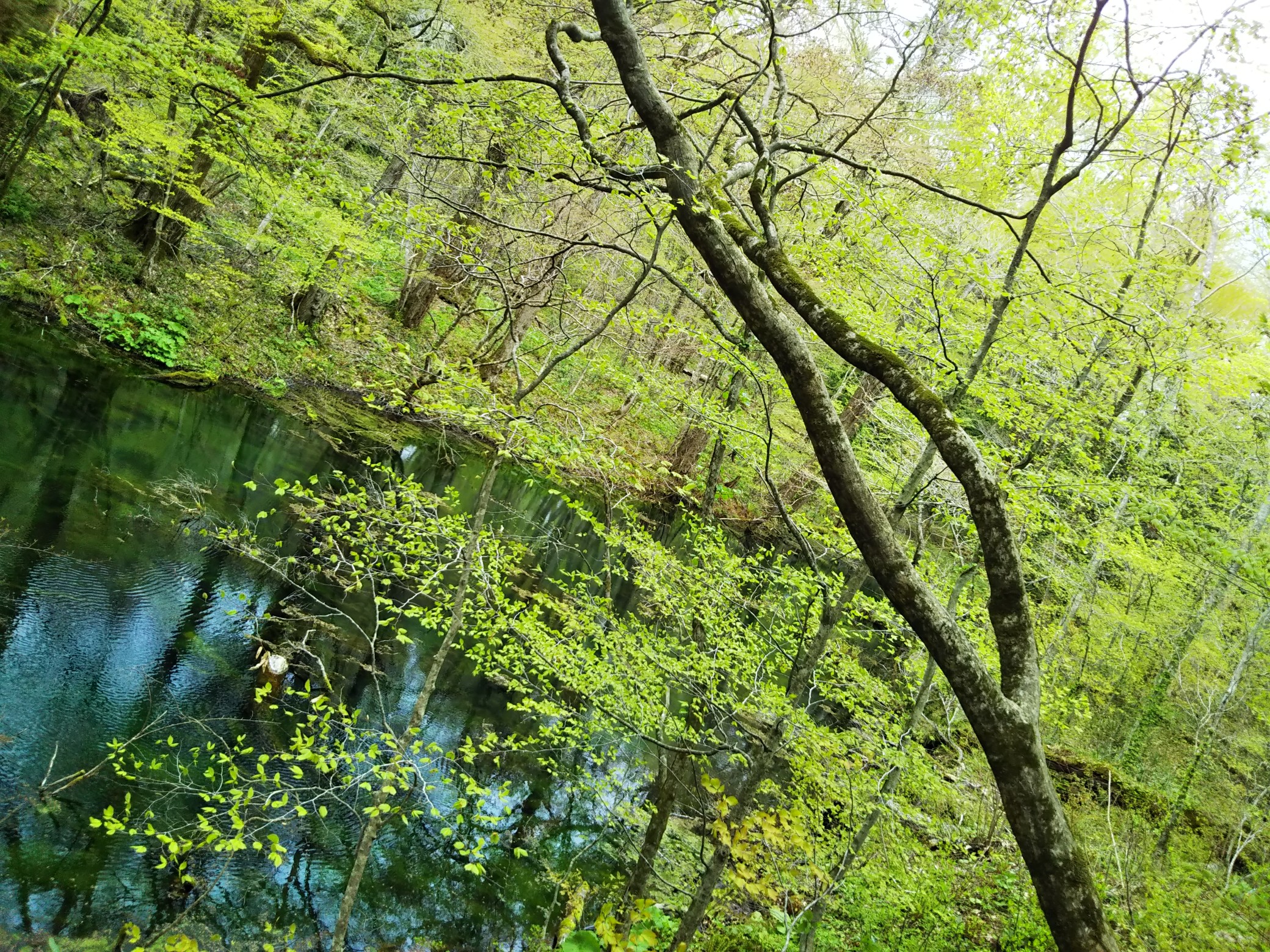 十二湖トレッキング ブナ林 橅 疾走る 熊棲む木立と鈴 青葉 19 04 30 あっきー さんの白神岳 蟶山 大峰岳の活動日記 Yamap ヤマップ