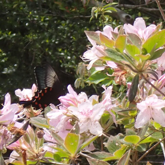 宇連山・鳳来寺山・岩古谷山 ミヤマカラスアゲハ