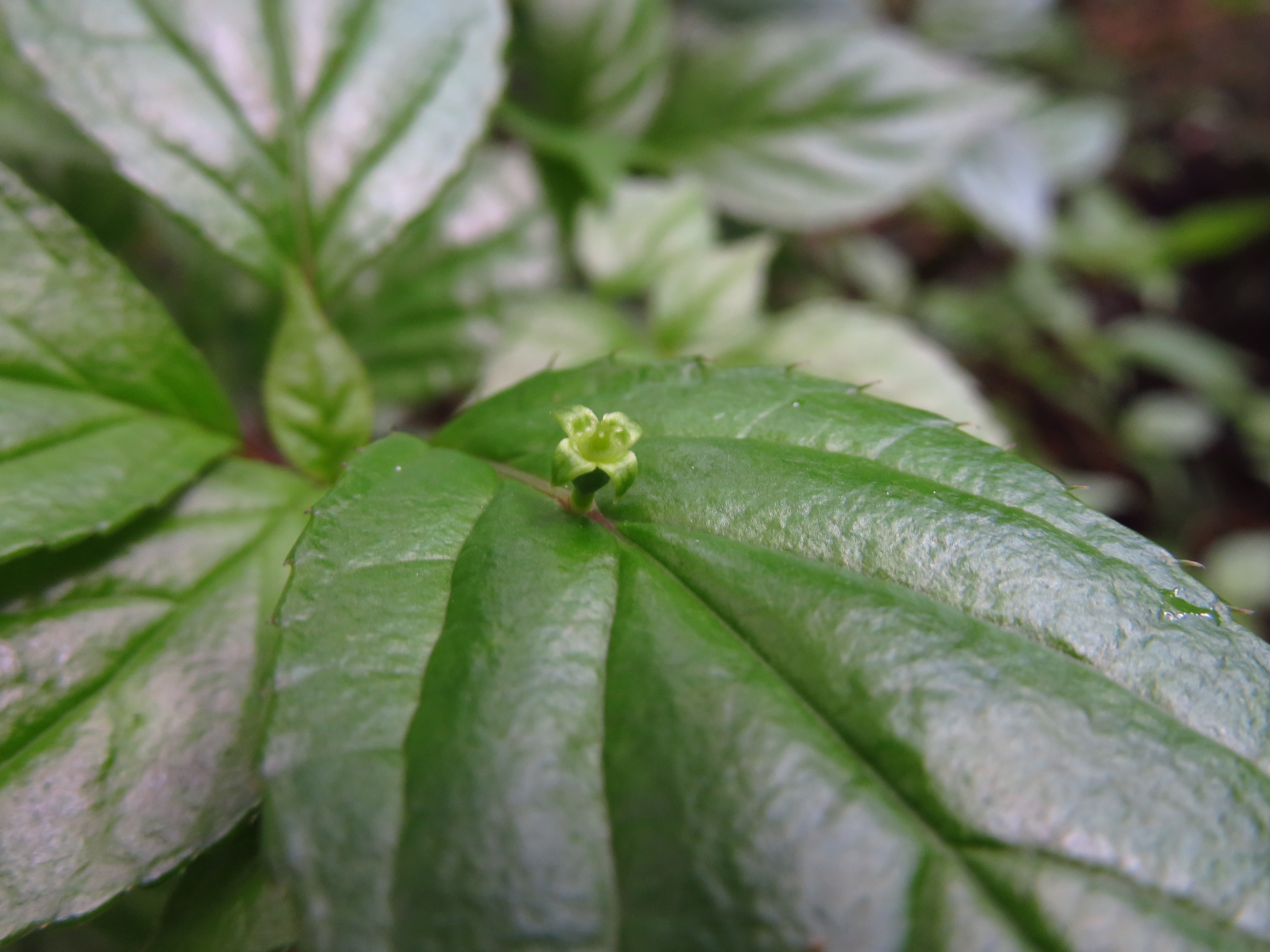 ハナイカダの花 うらさんの明星山 白金山の活動データ Yamap ヤマップ