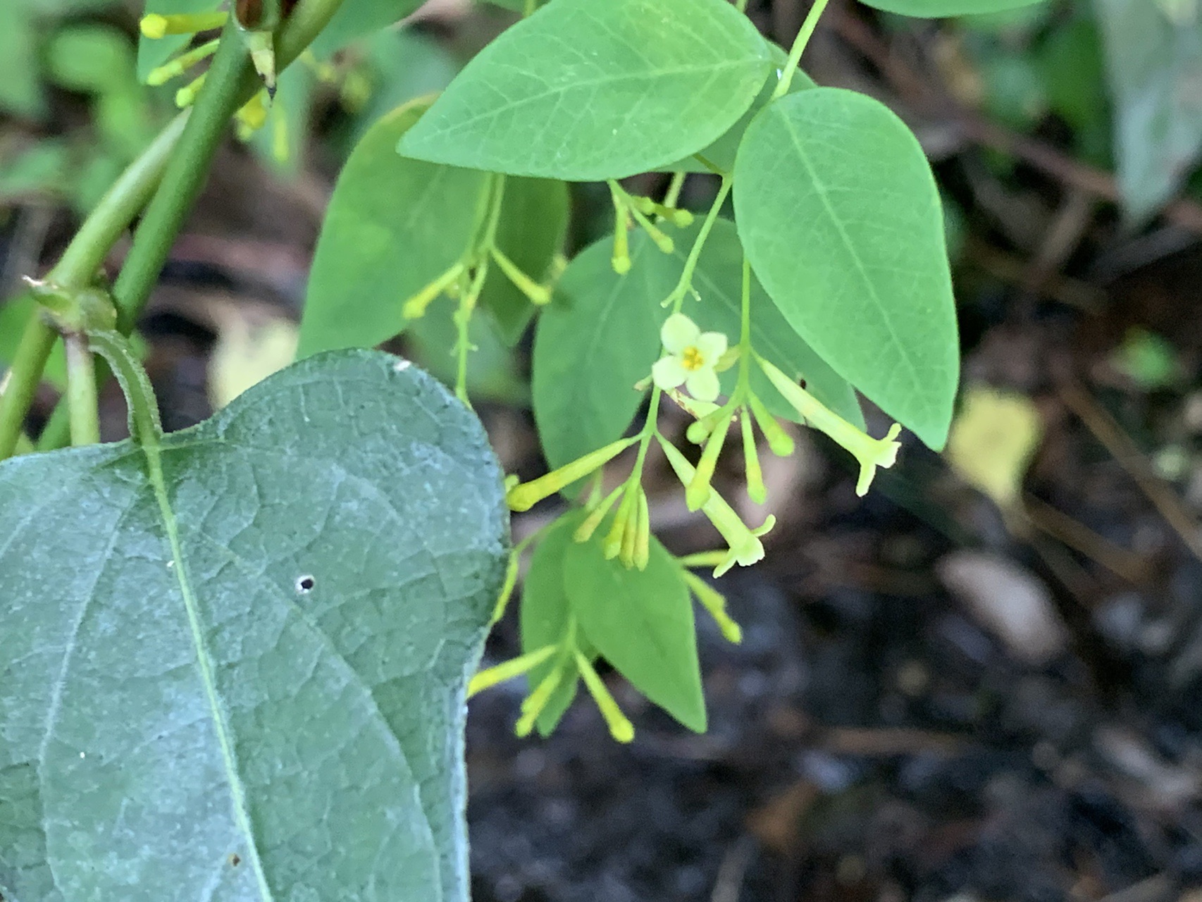 山を識る ぷりんさんの福智山 尺岳 雲取山の活動日記 Yamap ヤマップ