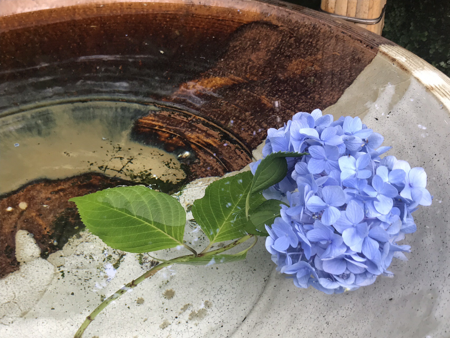 鎌倉アルプス 天園ハイキングコース他 19 06 25 たかさんの鎌倉アルプス 大平山 天台山 の活動日記 Yamap ヤマップ