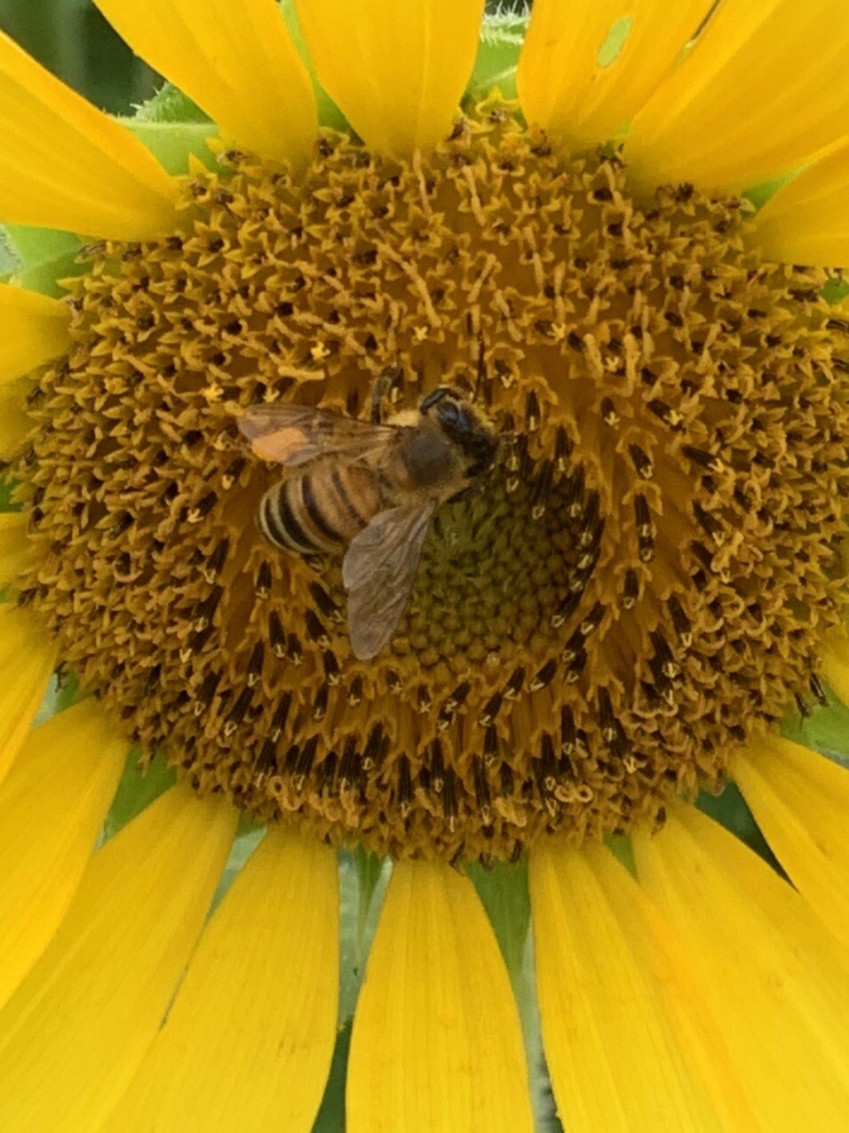 中山団地ひまわり畑 ウォーキングの写真5枚目 ミツバチさん働いてる Yamap ヤマップ