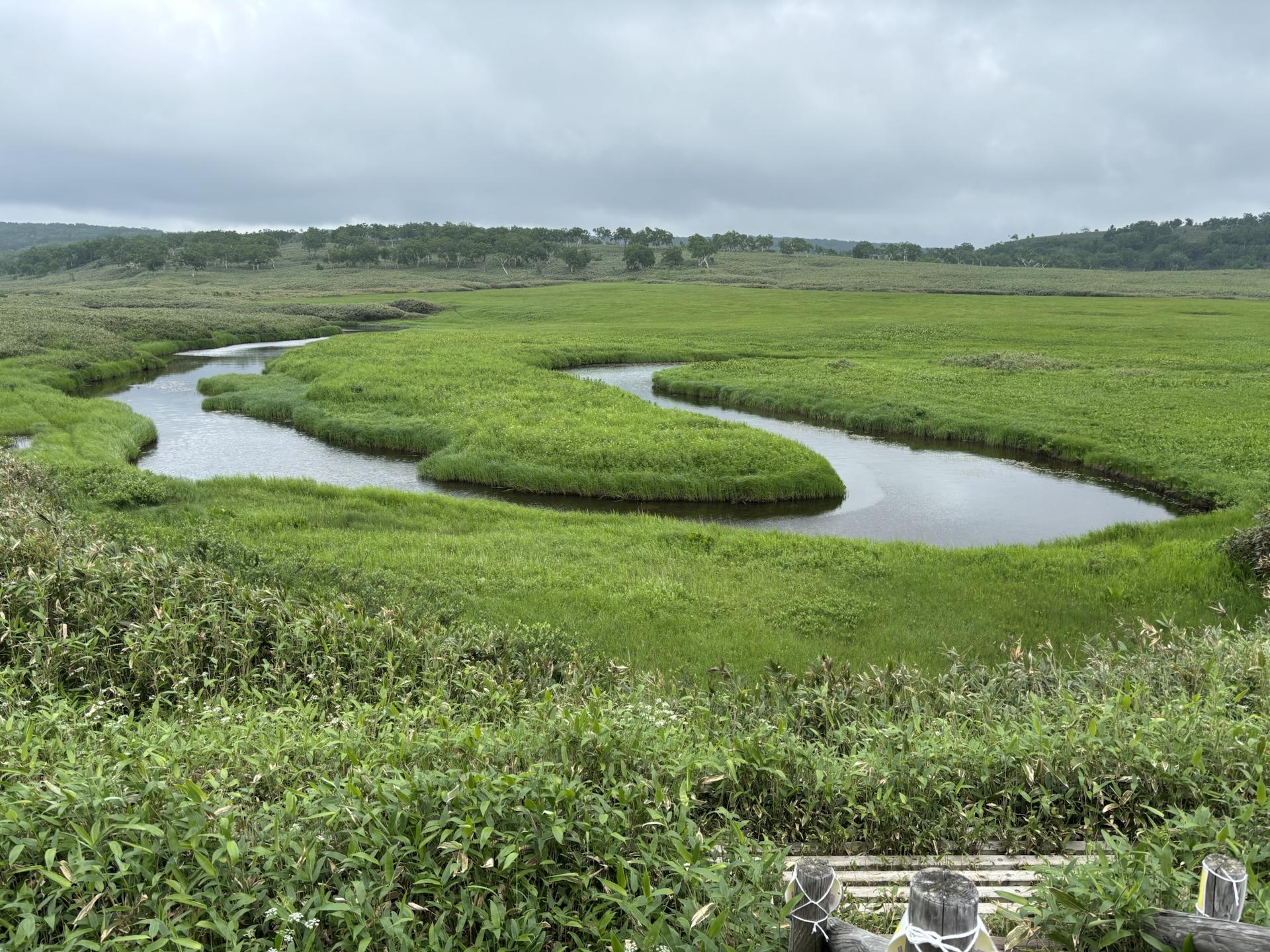雲りの雨竜沼湿原-2025-07-06 / yoyoさんの暑寒別岳の活動データ | YAMAP / ヤマップ