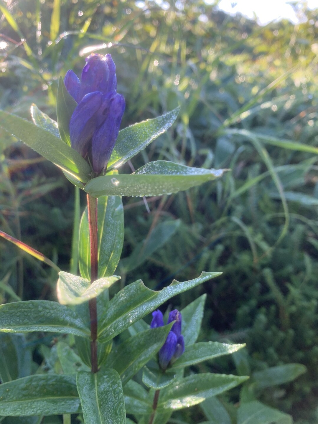 三本槍岳 那須岳 Max00gtrさんの茶臼岳 那須岳 三本槍岳 赤面山の活動日記 Yamap ヤマップ