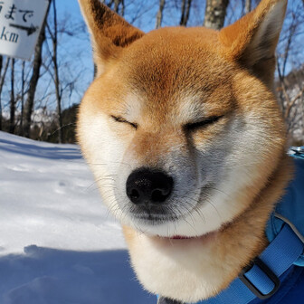 こういちと柴犬れもんのページ Yamap ヤマップ