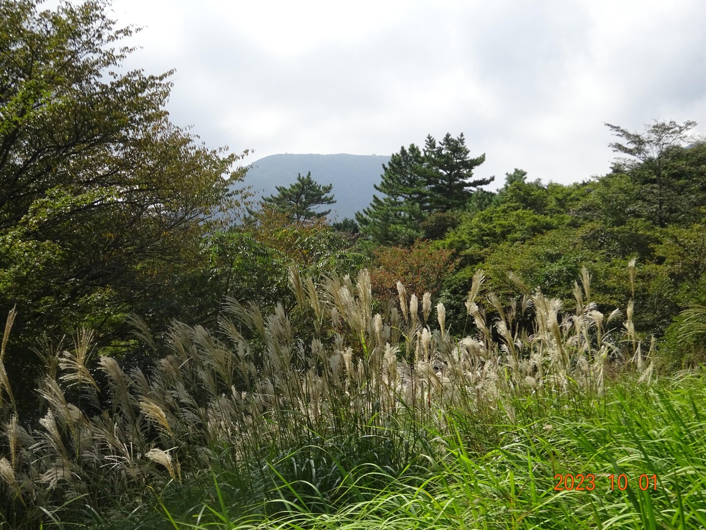 箱根・湯坂路；秋を探す山下り / さとやまさんの箱根山・神山の活動データ | YAMAP / ヤマップ